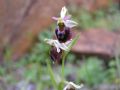 Ophrys chestermanii